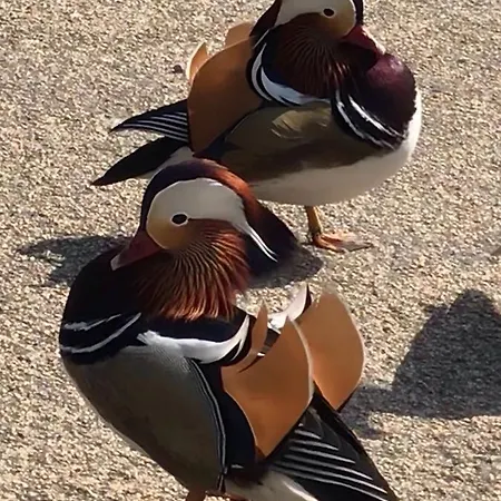 Apartmanhotel Hasekisultan House