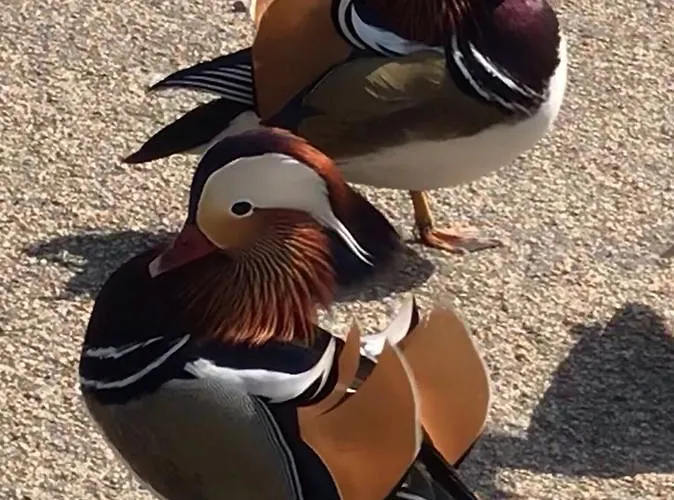 Ξενοδοχείο με διαμερίσματα Hasekisultan House